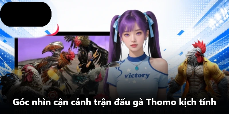Góc nhìn cận cảnh trận đấu gà Thomo kịch tính