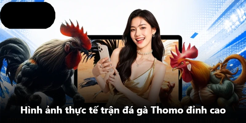 Hình ảnh thực tế trận đá gà Thomo đỉnh cao