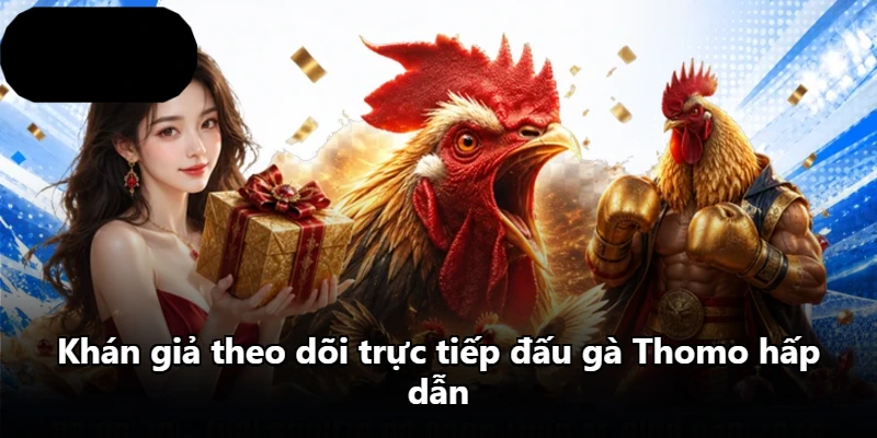 Khán giả theo dõi trực tiếp đấu gà Thomo hấp dẫn