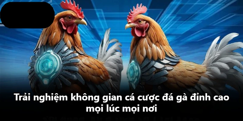 Trải nghiệm không gian cá cược đá gà đỉnh cao mọi lúc mọi nơi